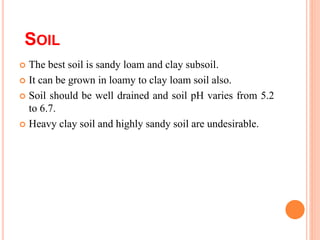 SOIL
 The best soil is sandy loam and clay subsoil.
 It can be grown in loamy to clay loam soil also.
 Soil should be well drained and soil pH varies from 5.2
to 6.7.
 Heavy clay soil and highly sandy soil are undesirable.
 