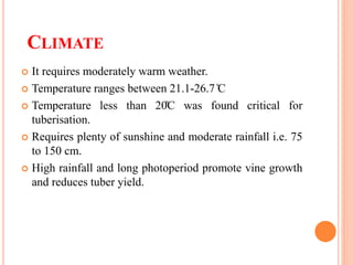 CLIMATE
 It requires moderately warm weather.
 Temperature ranges between 21.1-26.7 ̊C
 Temperature less than 20̊C was found critical for
tuberisation.
 Requires plenty of sunshine and moderate rainfall i.e. 75
to 150 cm.
 High rainfall and long photoperiod promote vine growth
and reduces tuber yield.
 