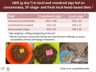 The use of sweet potato residues as feed in rural and peri-urban smallholder pig systems in Uganda 