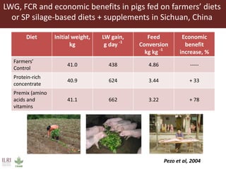 The use of sweet potato residues as feed in rural and peri-urban smallholder pig systems in Uganda 