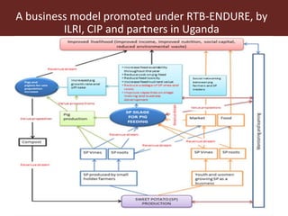 The use of sweet potato residues as feed in rural and peri-urban smallholder pig systems in Uganda 