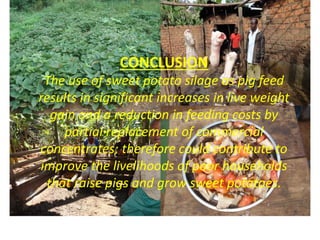 The use of sweet potato residues as feed in rural and peri-urban smallholder pig systems in Uganda 