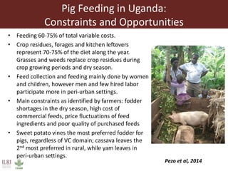 The use of sweet potato residues as feed in rural and peri-urban smallholder pig systems in Uganda 
