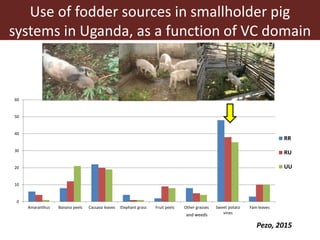 The use of sweet potato residues as feed in rural and peri-urban smallholder pig systems in Uganda 