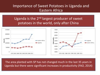 The use of sweet potato residues as feed in rural and peri-urban smallholder pig systems in Uganda 