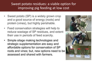 The use of sweet potato residues as feed in rural and peri-urban smallholder pig systems in Uganda 