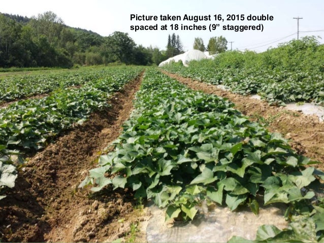 Growing Organic Sweet Potatoes