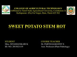 SWEET POTATO STEM ROT
COLLEGE OF AGRICULTURAL TECHNOLOGY
(Affiliated to Tamil Nadu Agricultural University, Coimbatore-3)
Kullapuram (Po),Via Vaigai, Dam, Theni-625 562
STUDENT
Miss. SIVASHANKARI K
ID. NO. 2015021119
COURSE TEACHER
Dr. PARTHASARATHY S
Asst. Professor (Plant Pathology)
 