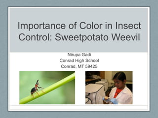 Importance of Color in Insect
Control: Sweetpotato Weevil
            Nirupa Gadi
         Conrad High School
         Conrad, MT 59425
 