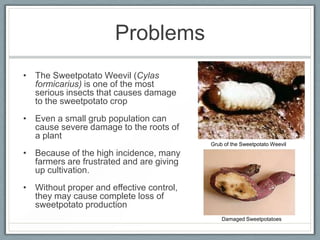 Problems
• The Sweetpotato Weevil (Cylas
  formicarius) is one of the most
  serious insects that causes damage
  to the sweetpotato crop
• Even a small grub population can
  cause severe damage to the roots of
  a plant
                                          Grub of the Sweetpotato Weevil
• Because of the high incidence, many
  farmers are frustrated and are giving
  up cultivation.
• Without proper and effective control,
  they may cause complete loss of
  sweetpotato production
                                              Damaged Sweetpotatoes
 