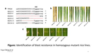 RNA-guided genome editing tool CRISPR-Cas9:Its Applications and ...