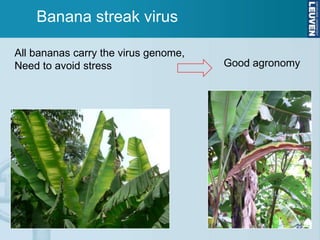 Banana streak virus

All bananas carry the virus genome,
Need to avoid stress                  Good agronomy




         ...