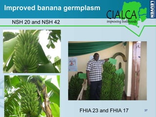 Improved banana germplasm
  NSH 20 and NSH 42




                      FHIA 23 and FHIA 17   37
 