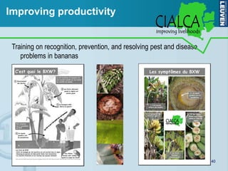 Improving productivity


 Training on recognition, prevention, and resolving pest and disease
    problems in bananas




...