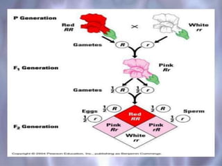 Stem Variation PRINCIPLES OF INHERITANCE AND VARIATION | PPTX