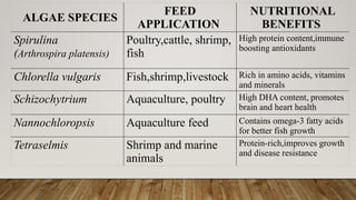 ALGAE SPECIES
FEED
APPLICATION
NUTRITIONAL
BENEFITS
Spirulina
(Arthrospira platensis)
Poultry,cattle, shrimp,
fish
High protein content,immune
boosting antioxidants
Chlorella vulgaris Fish,shrimp,livestock Rich in amino acids, vitamins
and minerals
Schizochytrium Aquaculture, poultry High DHA content, promotes
brain and heart health
Nannochloropsis Aquaculture feed Contains omega-3 fatty acids
for better fish growth
Tetraselmis Shrimp and marine
animals
Protein-rich,improves growth
and disease resistance
 
