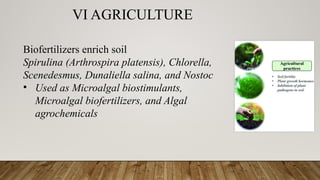 VI AGRICULTURE
Biofertilizers enrich soil
Spirulina (Arthrospira platensis), Chlorella,
Scenedesmus, Dunaliella salina, and Nostoc
• Used as Microalgal biostimulants,
Microalgal biofertilizers, and Algal
agrochemicals
 