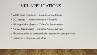 VIII APPLICATIONS
• Waste water treatment –Chlorella, Scenedesmus
• CO2 capture - Nannochloropsis, Chlorella
• Biodegradable plastics - Chlorella, Scenedesmus
• Animal feed industry - Spirulina,Schizochytrium
• Pharmaceuticals & nutraceuticals - Haematococcus pluvialis
• Cosmetics - Chlorella, Spirulina
 