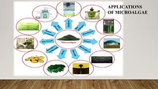 APPLICATIONS
APPLICATIONS
OF MICROALGAE
 