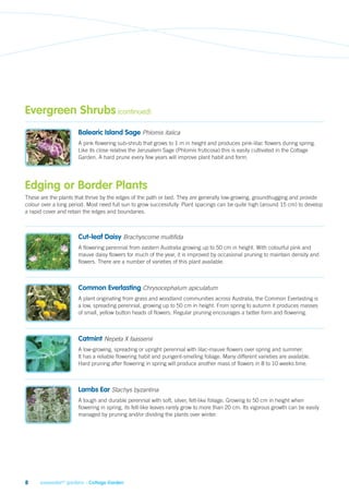 Evergreen Shrubs (continued)
                      Balearic Island Sage Phlomis italica
                      A pink flowering sub-shrub that grows to 1 m in height and produces pink-lilac flowers during spring.
                      Like its close relative the Jerusalem Sage (Phlomis fruticosa) this is easily cultivated in the Cottage
                      Garden. A hard prune every few years will improve plant habit and form.




Edging or Border Plants
These are the plants that thrive by the edges of the path or bed. They are generally low-growing, groundhugging and provide
colour over a long period. Most need full sun to grow successfully. Plant spacings can be quite high (around 15 cm) to develop
a rapid cover and retain the edges and boundaries.



                      Cut-leaf Daisy Brachyscome multifida
                      A flowering perennial from eastern Australia growing up to 50 cm in height. With colourful pink and
                      mauve daisy flowers for much of the year, it is improved by occasional pruning to maintain density and
                      flowers. There are a number of varieties of this plant available.



                      Common Everlasting Chrysocephalum apiculatum
                      A plant originating from grass and woodland communities across Australia, the Common Everlasting is
                      a low, spreading perennial, growing up to 50 cm in height. From spring to autumn it produces masses
                      of small, yellow button heads of flowers. Regular pruning encourages a better form and flowering.



                      Catmint Nepeta X faassenii
                      A low-growing, spreading or upright perennial with lilac-mauve flowers over spring and summer.
                      It has a reliable flowering habit and pungent-smelling foliage. Many different varieties are available.
                      Hard pruning after flowering in spring will produce another mass of flowers in 8 to 10 weeks time.



                      Lambs Ear Stachys byzantina
                      A tough and durable perennial with soft, silver, felt-like foliage. Growing to 50 cm in height when
                      flowering in spring, its felt-like leaves rarely grow to more than 20 cm. Its vigorous growth can be easily
                      managed by pruning and/or dividing the plants over winter.




8     savewater!® gardens – Cottage Garden
 