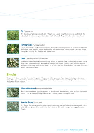 Fig Ficus carica
                       The deciduous Fig tree grows up to 5 m in height and is quite drought tolerant once established. The
                       edible fruits form over many months and are easily cultivated. Many different varieties are available.




                       Pomegranate Punica granatum
                       One of the earliest used Mediterranean plants, the deciduous Pomegranate is an excellent small tree for
                       the garden. It has attractive orange-yellow flowers in summer, yellow autumn foliage in autumn, bronze
                       new growth in spring and pulpy red and orange fruits.



                       Olive Olea europaea subsp. europaea
                       No Mediterranean Garden would be complete without an Olive tree. Slow, but long-lasting, Olives form a
                       small open, multitrunked tree. Needing good drainage and full sun there are many different varieties
                       available. Seedless varieties, such as ‘Swan Hill’ or ‘Tolleys upright’ should be used in areas where Olives
                       are an environmental weed.




Shrubs
Evergreen shrubs are essential element of this garden. They can be left to grow naturally or clipped in hedges and shapes.
Many of the grey or silver foliage shrubs can also be clipped into low hedges and their colour providing a useful foil for even
the slightest flowers in bloom.



                       Silver Wormwood Artemisia arborescens
                       An upright, silver-foliage shrub growing to 1 m tall, the Silver Wormwood is a tough and easy to cultivate
                       shrub. It can be managed through biennial or occasional pruning to mange its habit.




                       Coastal Correa Correa alba
                       The Coastal Correa originates from south-eastern Australia and grows into a rounded shrub up to 1.5 m
                       tall and 1 m in spread. It has small, white starry flowers and is easily managed as a clipped shrub or
                       hedge.




                                                                                 savewater!® gardens – Mediterranean Garden       15
 