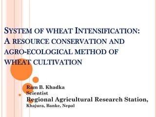 SYSTEM OF WHEAT INTENSIFICATION:
A RESOURCE CONSERVATION AND
AGRO-ECOLOGICAL METHOD OF
WHEAT CULTIVATION
Ram B. Khadka
Scientist
Regional Agricultural Research Station,
Khajura, Banke, Nepal
 
