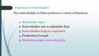 Functions of swim-bladder
The swim-bladder in fishes performs a variety of functions.
1. Hydrostatic organ
2. Swim-bladder acts as adjustable float
3. Swim-bladder helps in respiration
4. Production of sound
5. Maintains proper center of gravity
 