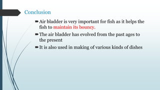 Conclusion
Air bladder is very important for fish as it helps the
fish to maintain its bouncy.
The air bladder has evolved from the past ages to
the present
It is also used in making of various kinds of dishes
 