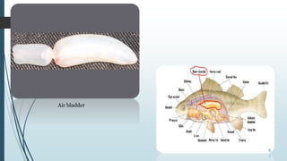 Air Bladder Fish | Understanding the Swim Bladder – ARBG