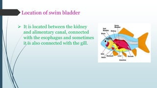 Location of swim bladder
 It is located between the kidney
and alimentary canal, connected
with the esophagus and sometimes
it is also connected with the gill.
 