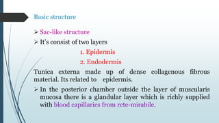 Basic structure
 Sac-like structure
 It’s consist of two layers
1. Epidermis
2. Endodermis
Tunica externa made up of dense collagenous fibrous
material. Its related to epidermis.
 In the posterior chamber outside the layer of muscularis
mucosa there is a glandular layer which is richly supplied
with blood capillaries from rete-mirabile.
 