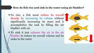 How do fish rise and sink in the water using air bladder?
To rise, a fish must reduce its overall
density by increasing its volume without
significantly increasing its mass and it
accomplishes the task by filling the air
bladder with air.
To sink it just releases the air in the air
bladder to reduce its overall volume and its
sinks in the water
 
