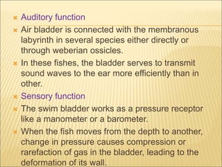 Auditory function
 Air bladder is connected with the membranous
labyrinth in several species either directly or
through weberian ossicles.
 In these fishes, the bladder serves to transmit
sound waves to the ear more efficiently than in
other.
 Sensory function
 The swim bladder works as a pressure receptor
like a manometer or a barometer.
 When the fish moves from the depth to another,
change in pressure causes compression or
rarefaction of gas in the bladder, leading to the
deformation of its wall.
 