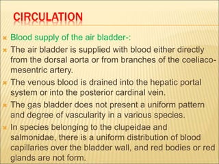 CIRCULATION
 Blood supply of the air bladder-:
 The air bladder is supplied with blood either directly
from the dorsal aorta or from branches of the coeliaco-
mesentric artery.
 The venous blood is drained into the hepatic portal
system or into the posterior cardinal vein.
 The gas bladder does not present a uniform pattern
and degree of vascularity in a various species.
 In species belonging to the clupeidae and
salmonidae, there is a uniform distribution of blood
capillaries over the bladder wall, and red bodies or red
glands are not form.
 