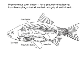 Physostomous swim bladder – has a pneumatic duct leading
from the esophagus that allows the fish to gulp air and inflate it.
 