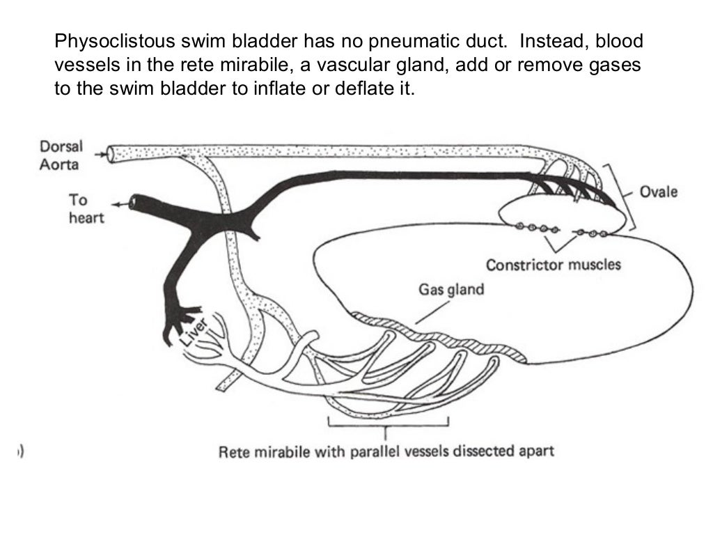 Swim Bladders and lungs Notes