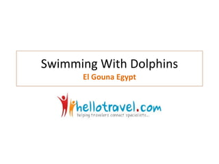Swimming With Dolphins El Gouna Egypt 