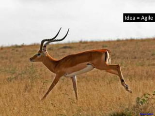 Idea = Agile
Picture Taker 2
 