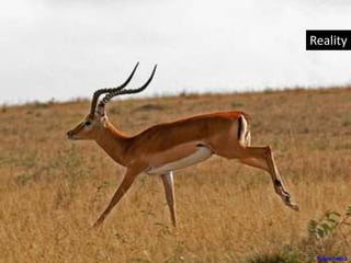 Reality
Picture Taker 2
 