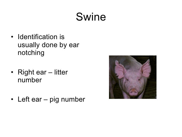 Swine