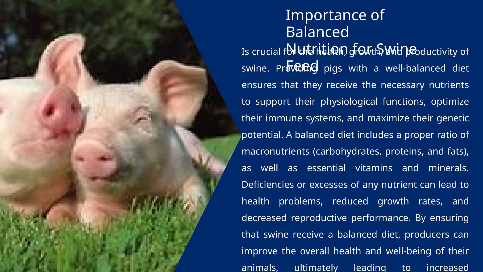 Importance of
Balanced
Nutrition for Swine
Feed
Is crucial for the health, growth, and productivity of
swine. Providing pigs with a well-balanced diet
ensures that they receive the necessary nutrients
to support their physiological functions, optimize
their immune systems, and maximize their genetic
potential. A balanced diet includes a proper ratio of
macronutrients (carbohydrates, proteins, and fats),
as well as essential vitamins and minerals.
Deficiencies or excesses of any nutrient can lead to
health problems, reduced growth rates, and
decreased reproductive performance. By ensuring
that swine receive a balanced diet, producers can
improve the overall health and well-being of their
animals, ultimately leading to increased
 