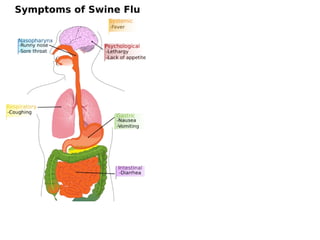 Swine Flu