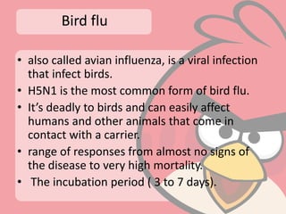 Swine flu and bird flu | PPTX