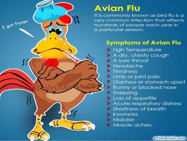 Swine Flu And Bird Flu