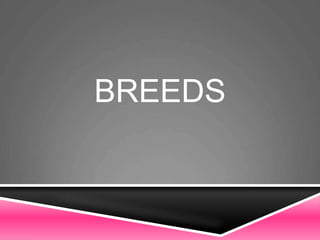 BREEDS
 