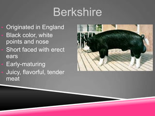 Berkshire
• Originated in England
• Black color, white
points and nose
• Short faced with erect
ears
• Early-maturing
• Juicy, flavorful, tender
meat
 