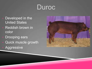 Duroc
• Developed in the
United States
• Reddish brown in
color
• Drooping ears
• Quick muscle growth
• Aggressive
 