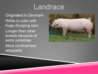 Landrace
• Originated in Denmark
• White in color with
huge drooping ears
• Longer than other
breeds because of
extra vertebrae
• More confinement
adaptable
 