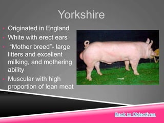 Yorkshire
• Originated in England
• White with erect ears
• “Mother breed”- large
litters and excellent
milking, and mothering
ability
• Muscular with high
proportion of lean meat
 