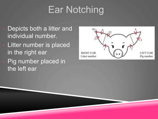 Ear Notching
• Depicts both a litter and
individual number.
• Litter number is placed
in the right ear
• Pig number placed in
the left ear
 